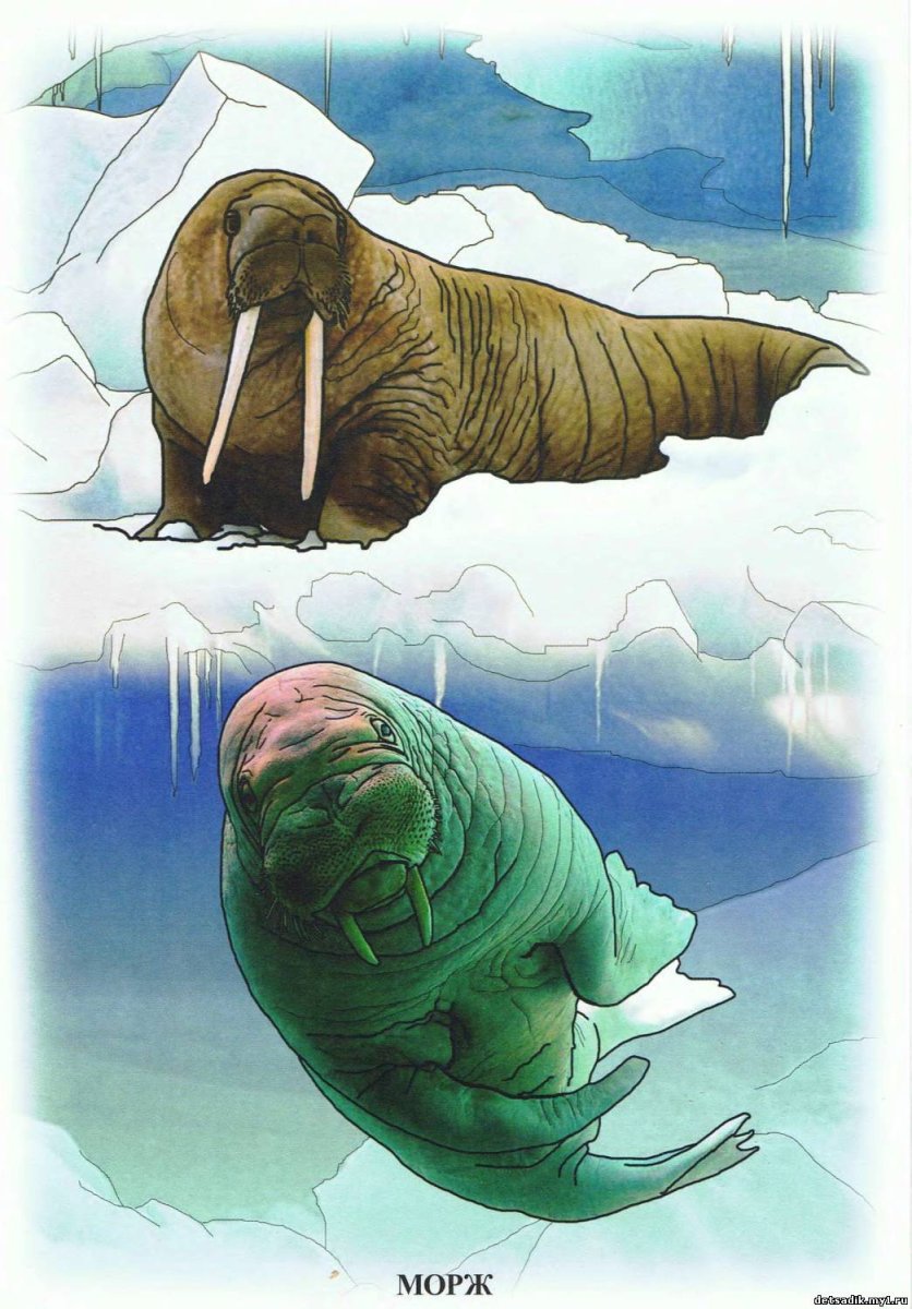 Животные Арктики и Антарктиды на севере