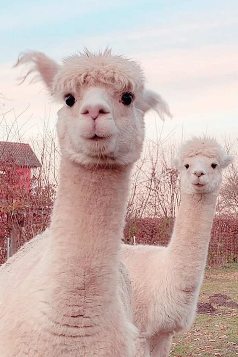 Альпаки мимика
