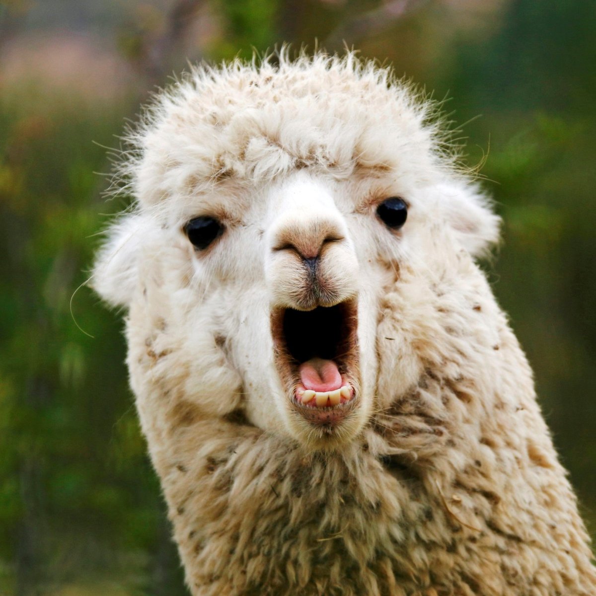 Смешная альпака