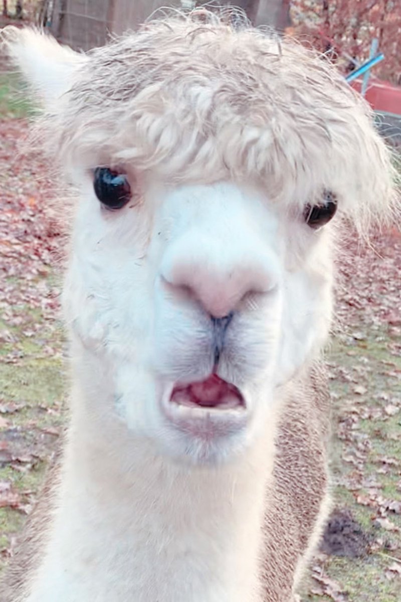 Удивленная альпака