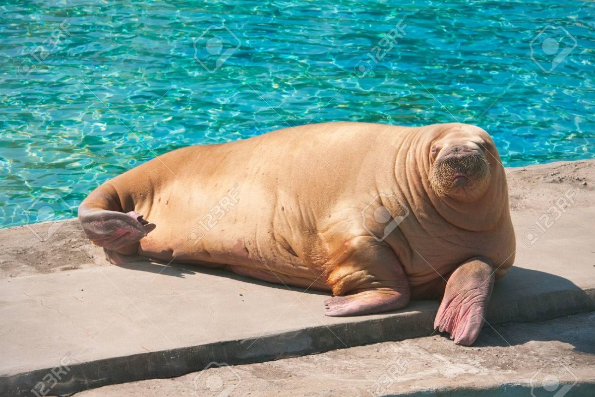 Морж в Московском зоопарке