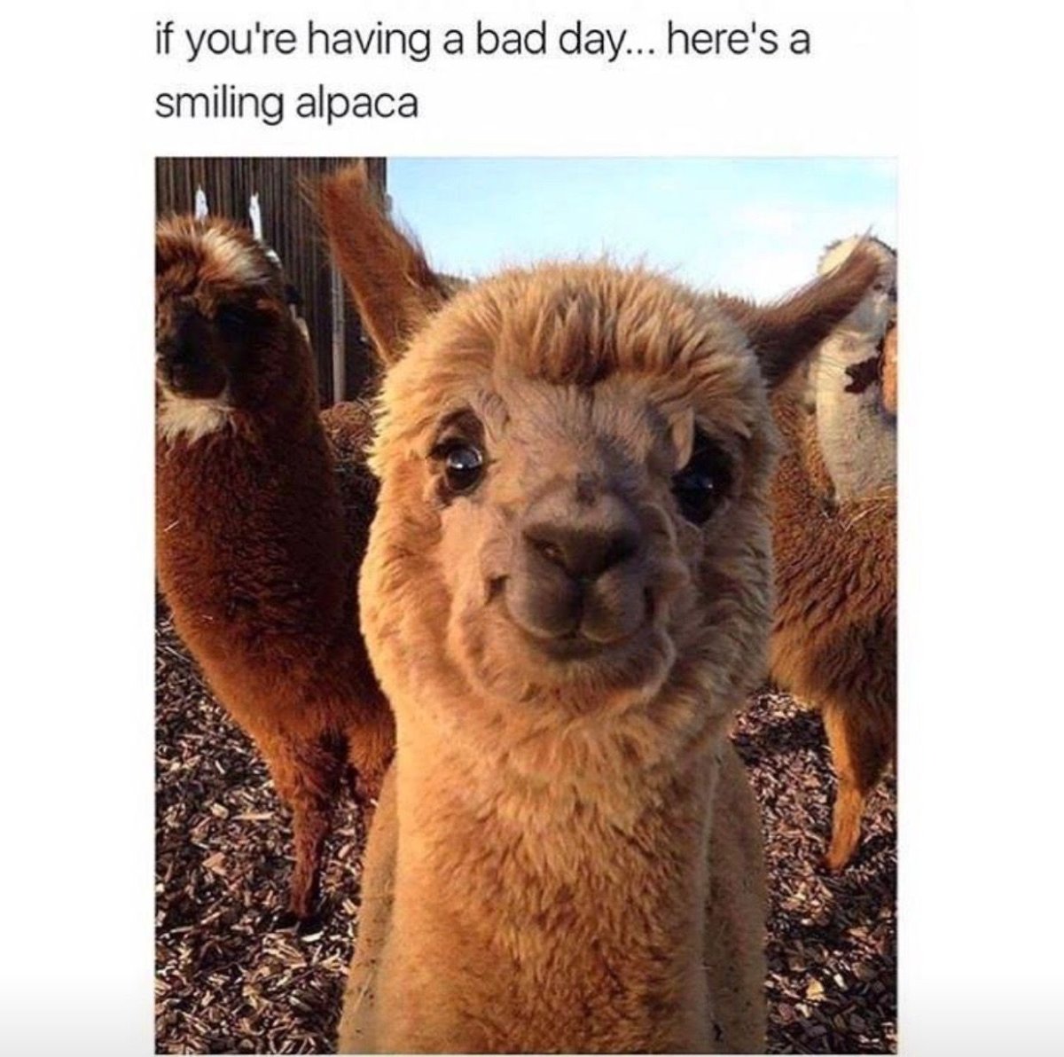 Смешные альпаки