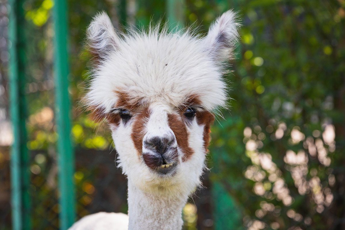 Лама в зоопарке