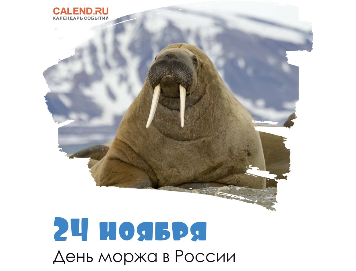 День моржа 24 ноября