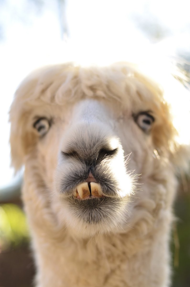 Лама с зубами