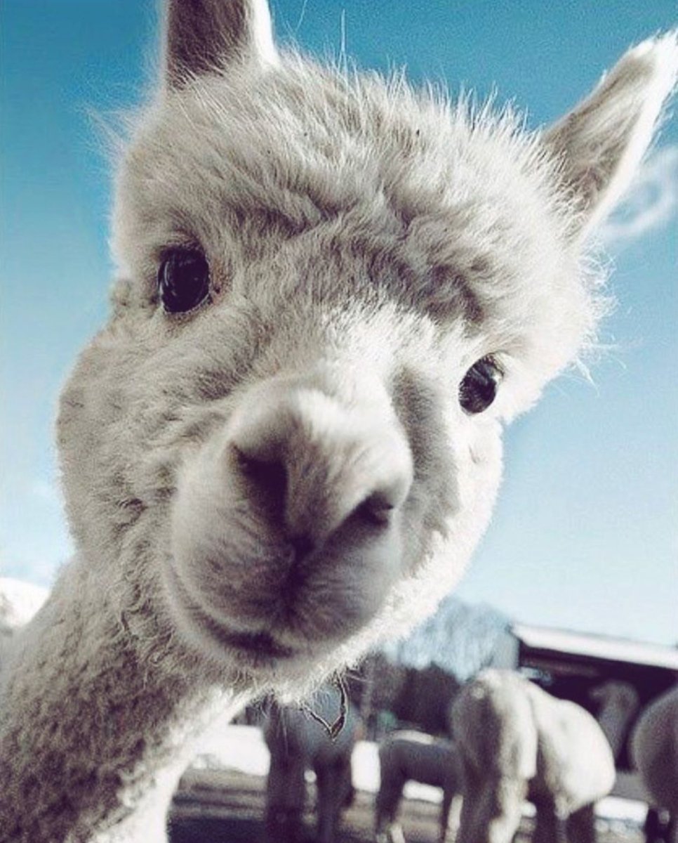 Прикольные картинки животных