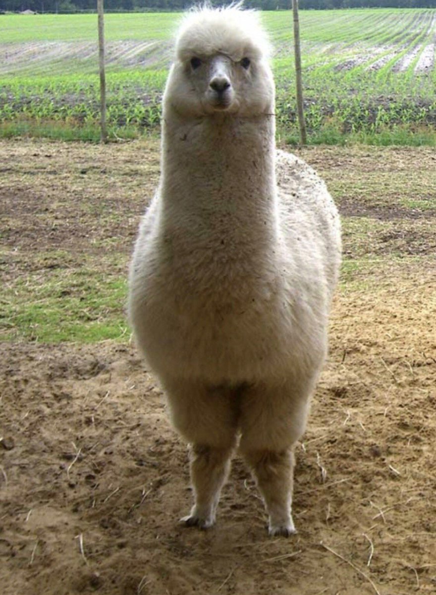 Альпака смешная