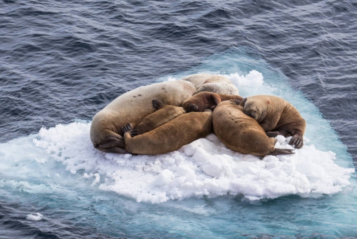 Гренландия морж