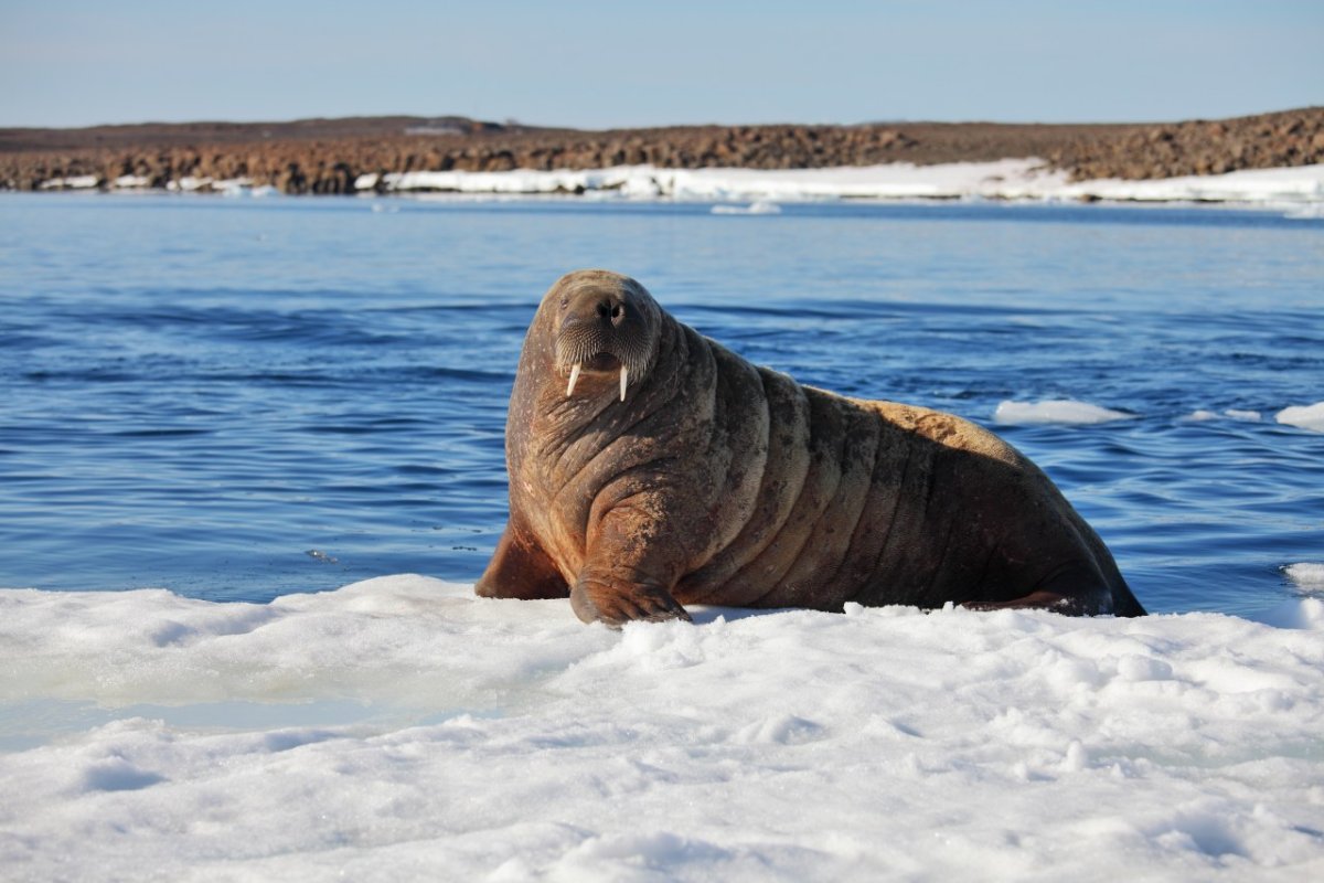 Морж на льду