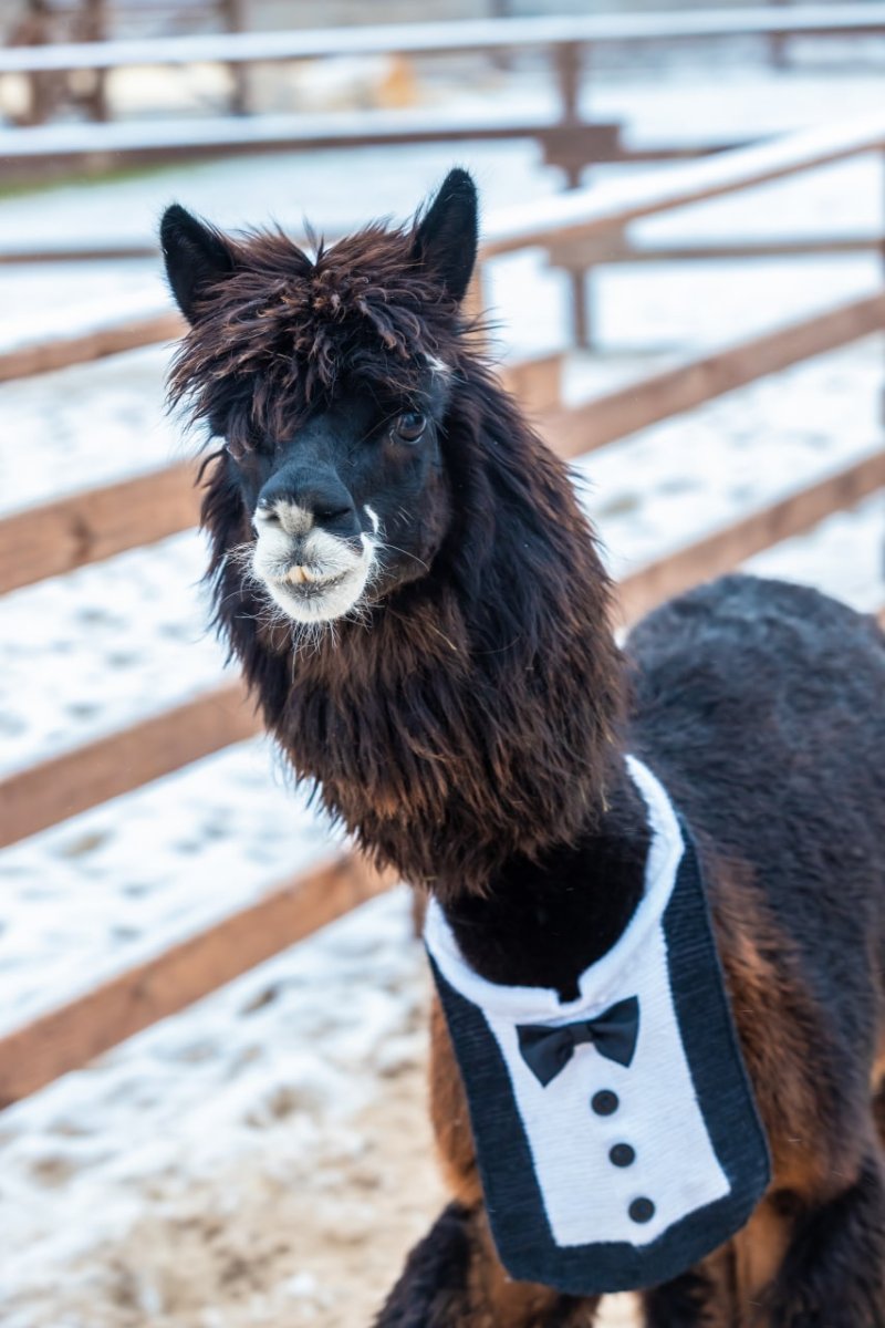 Альпака в костюме