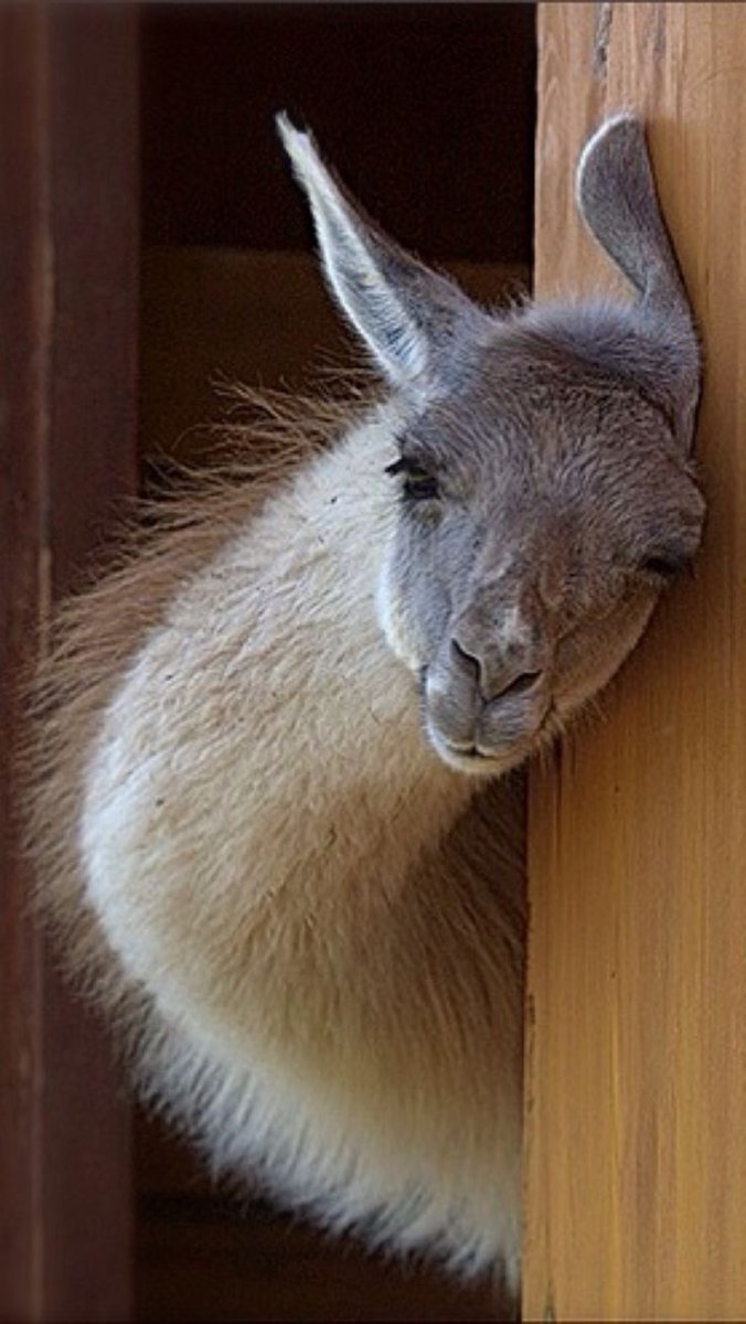 Ламы любовь