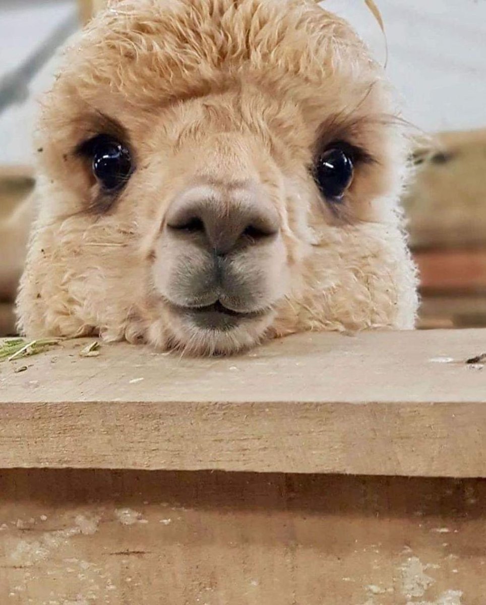 Альпака детеныш