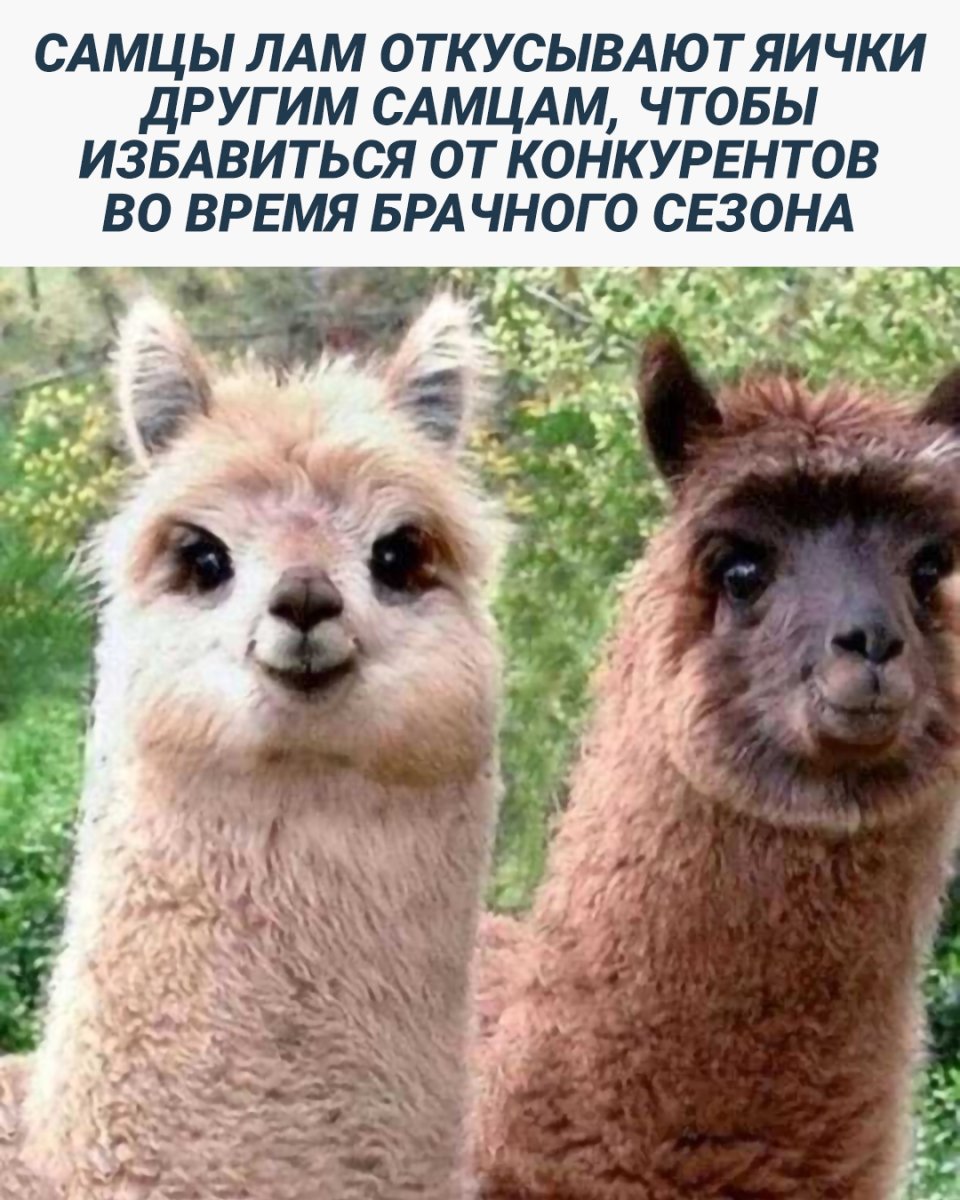 Альпака смешная