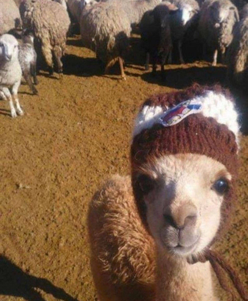 Альпака смешная