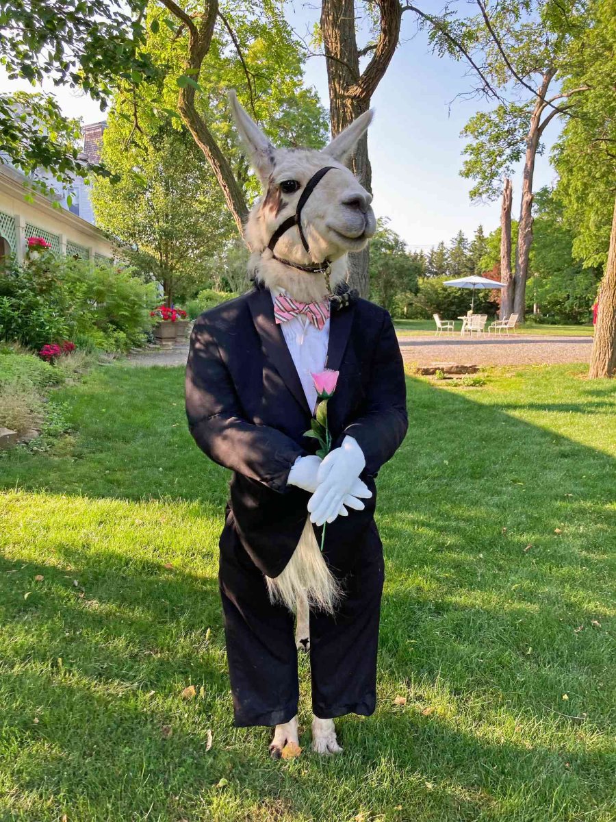 Мышь в свадебном костюме