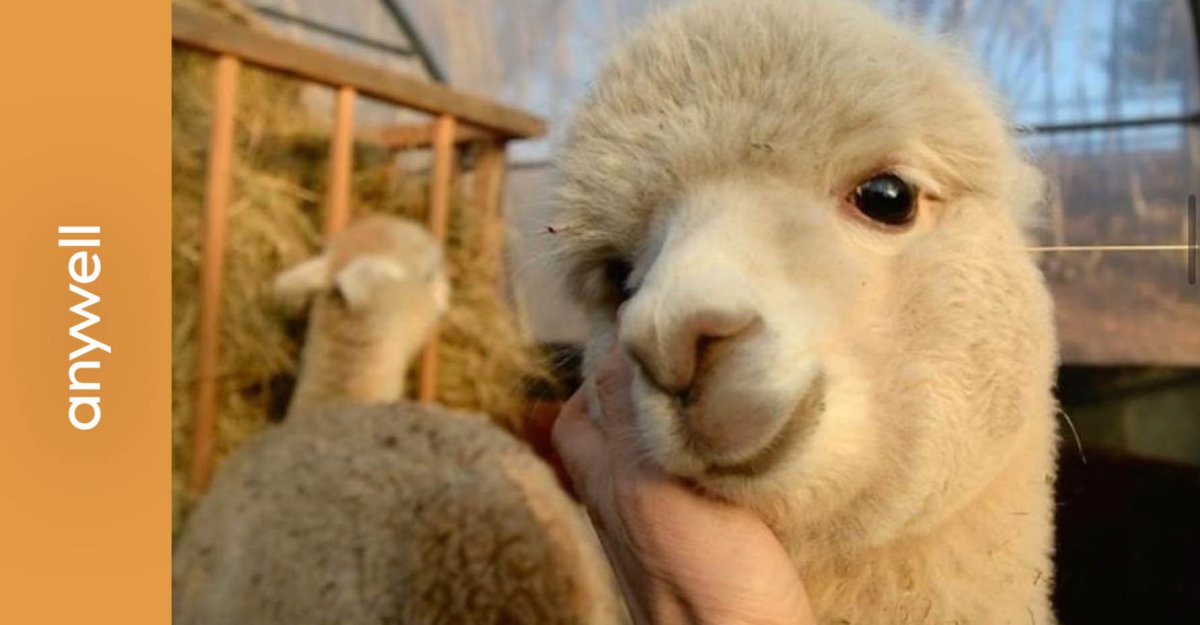 Милые альпаки