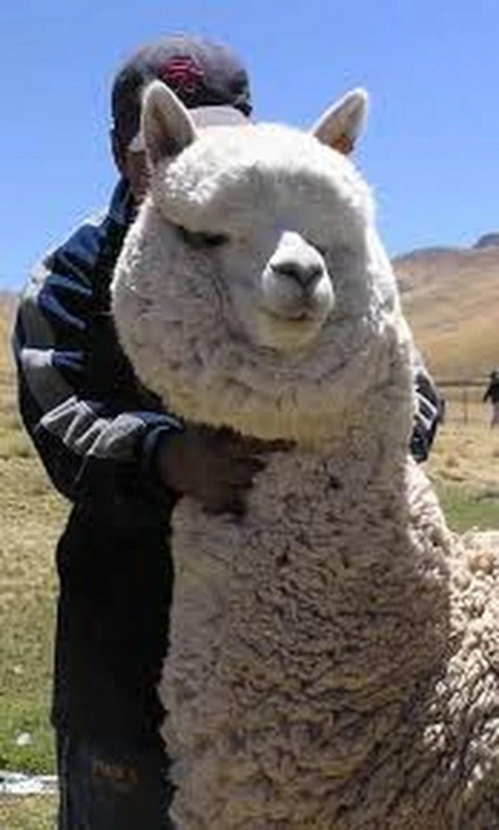 Альпака смешная