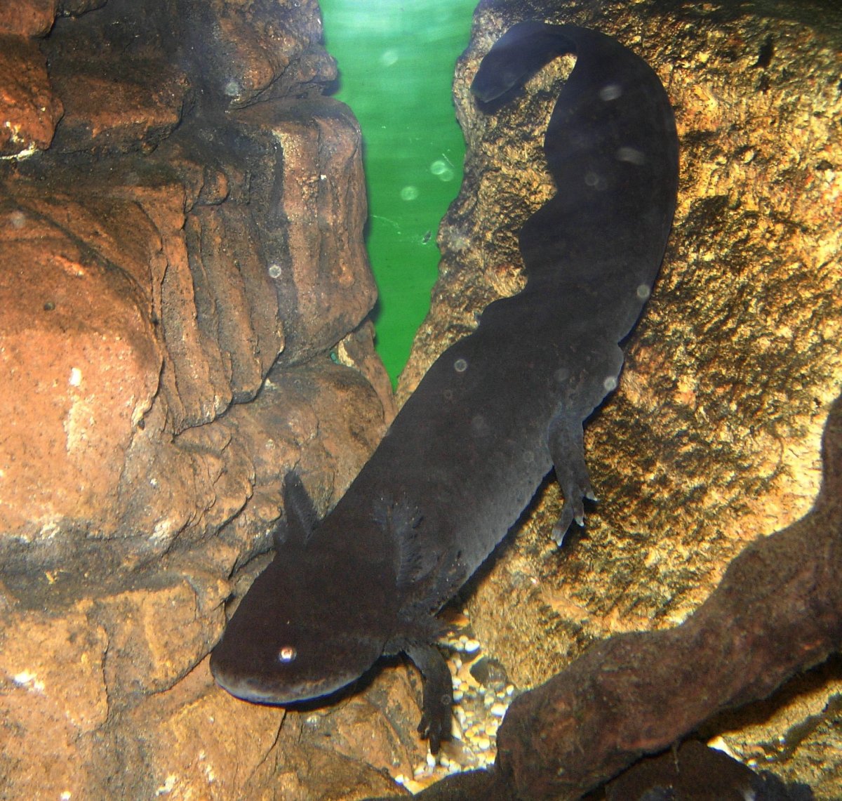 Тритон аквариумный аксолотль