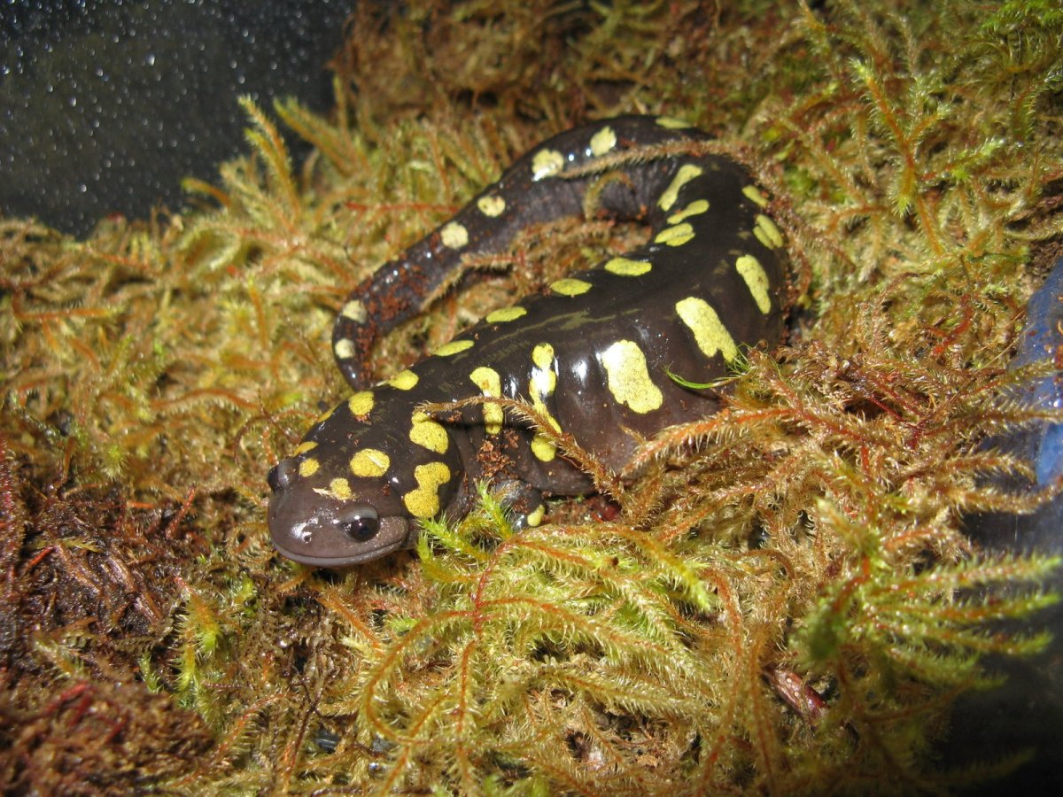 Саламандра Бразилия