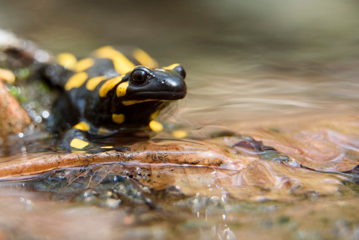 Огненная саламандра Асбест