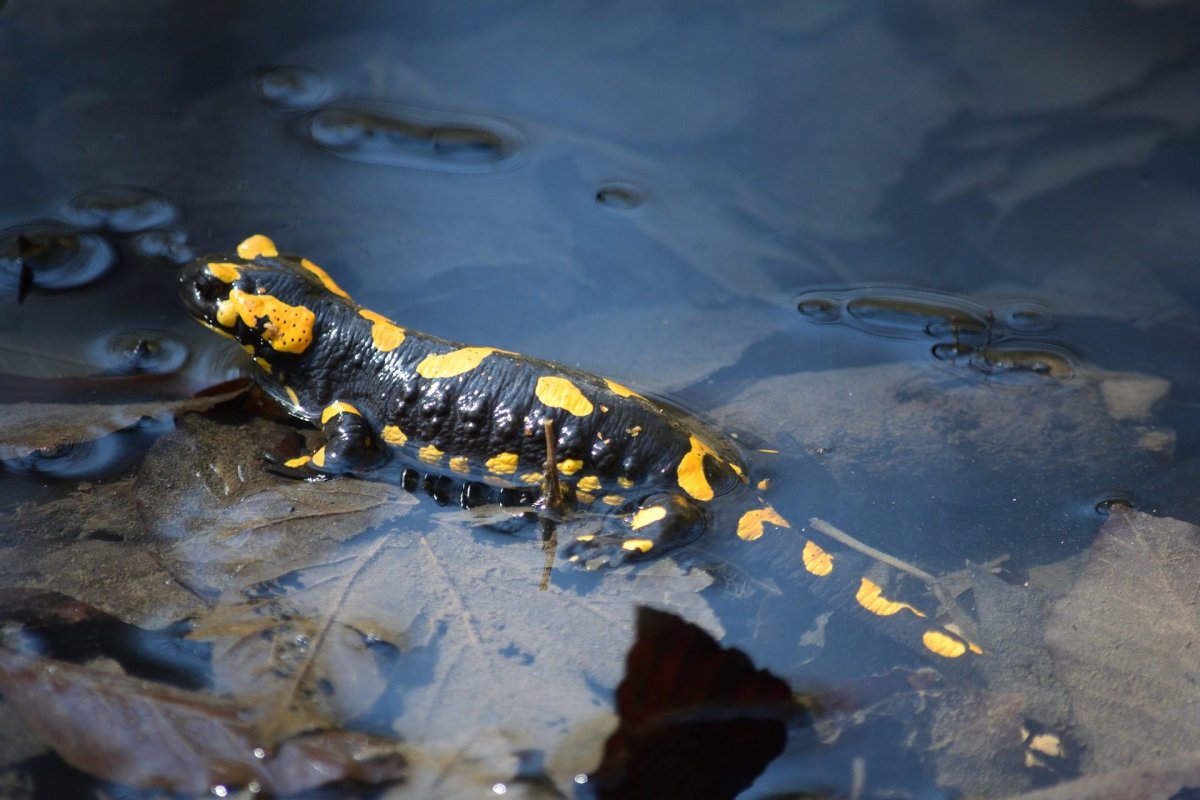 Тритон Огненная саламандра