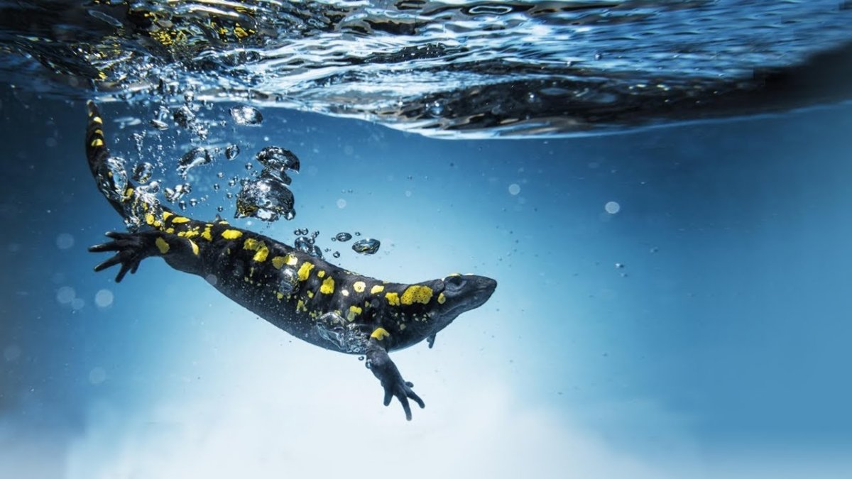 Саламандра плавает