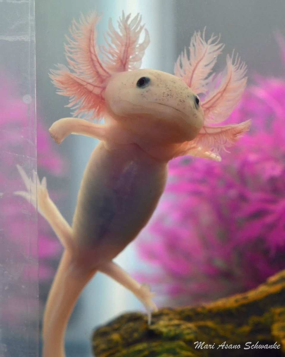 Рыбка аксолотль