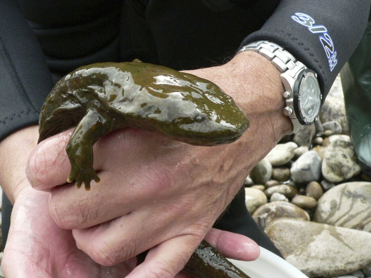 Саламандра Hellbender