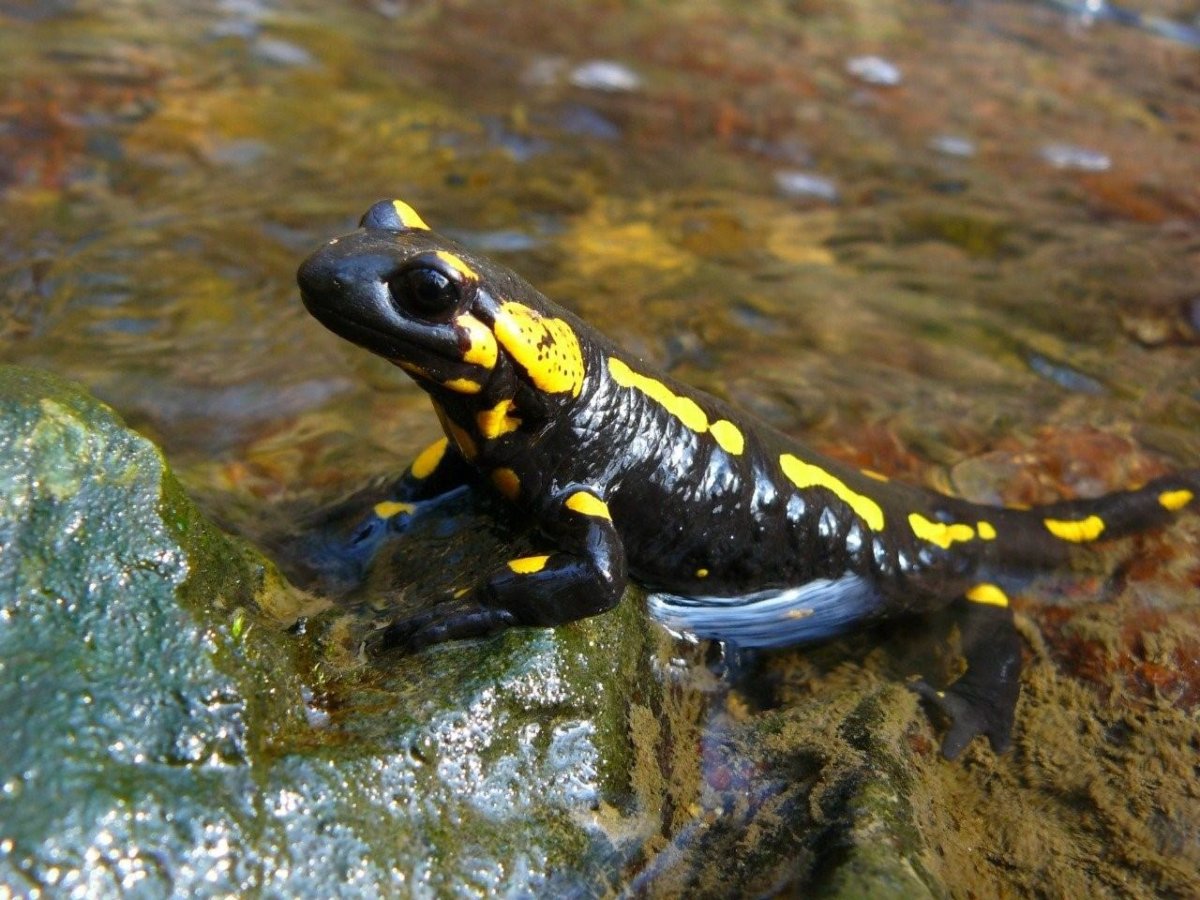 Амфибии тритоны Саламандры