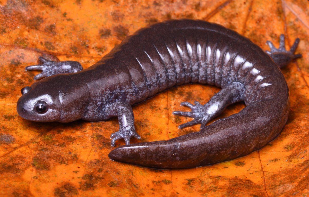 Амбистома обыкновенная