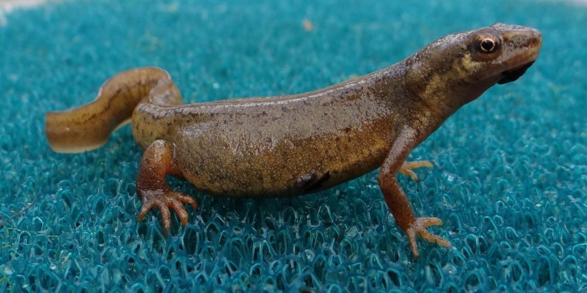 Обыкновенный Тритон земноводные