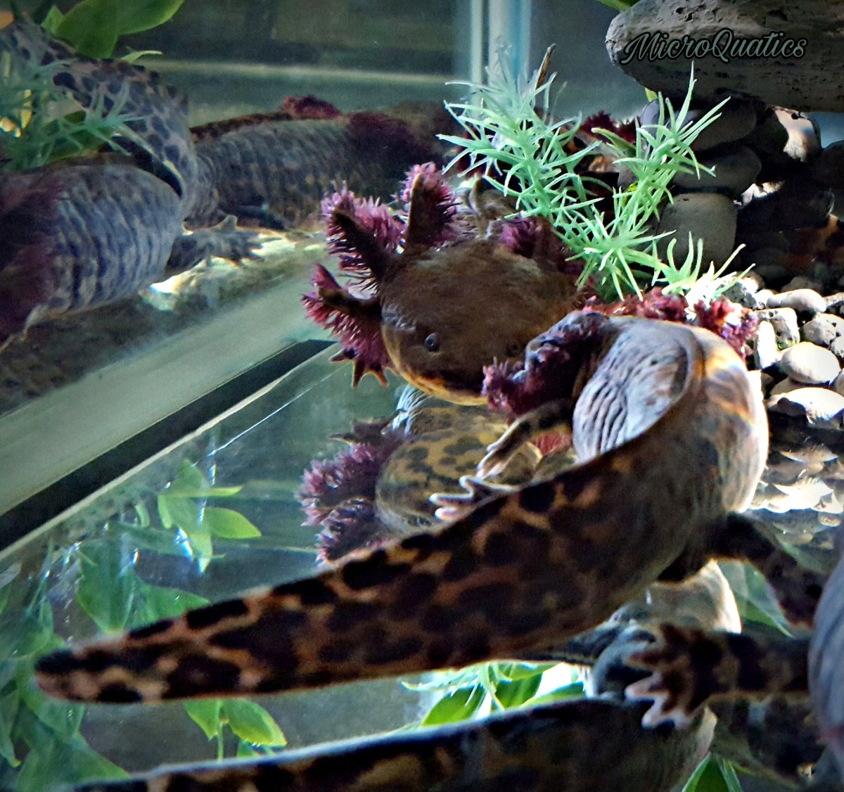 Аксолотль взрослый амбистома