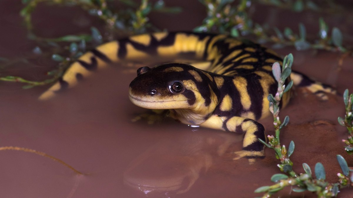 Огненная саламандра животное