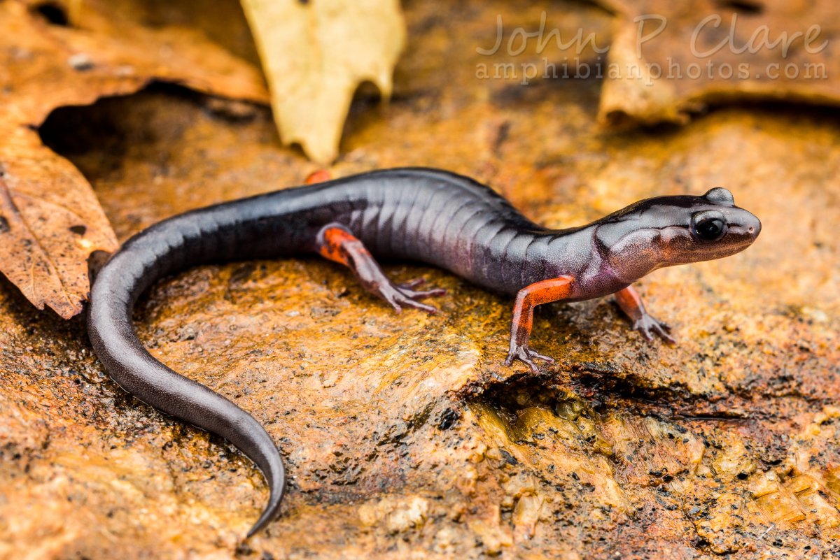 Водяная ящерица Тритон