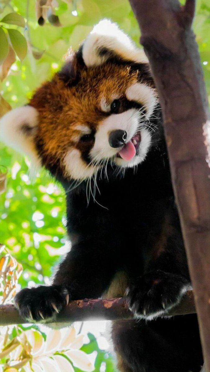 Гималайская Панда