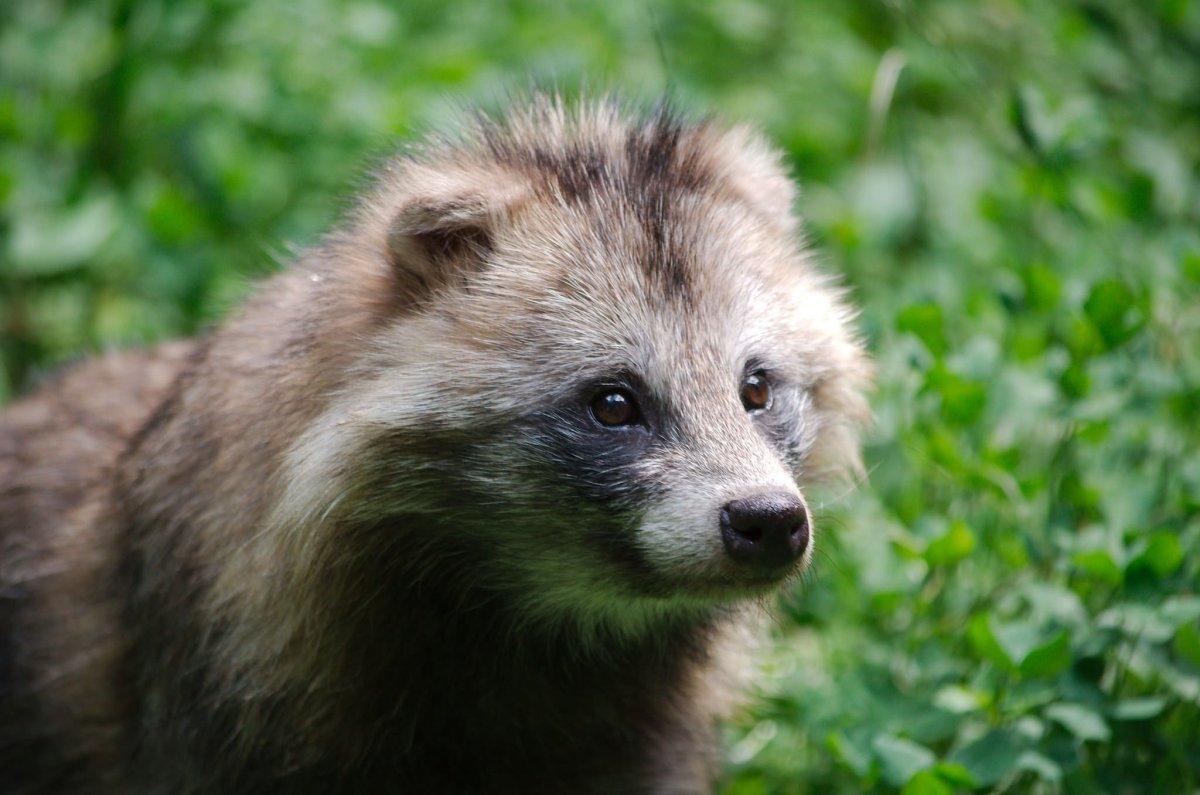 Енотовидная собака Амурская область
