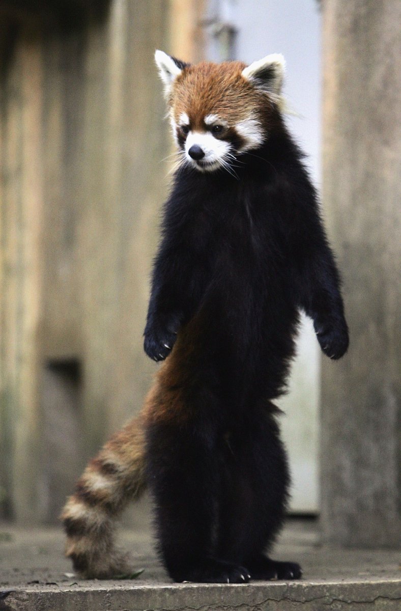 Малая (красная, рыжая, енотовидная) Панда