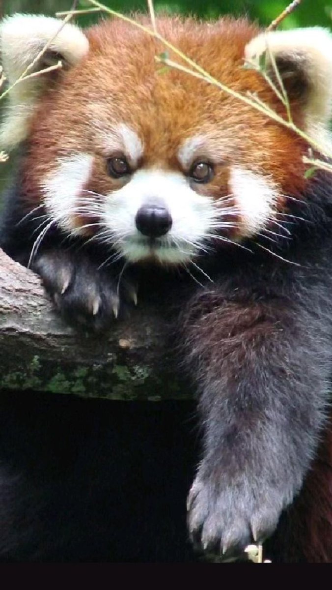 Енотовидная Панда