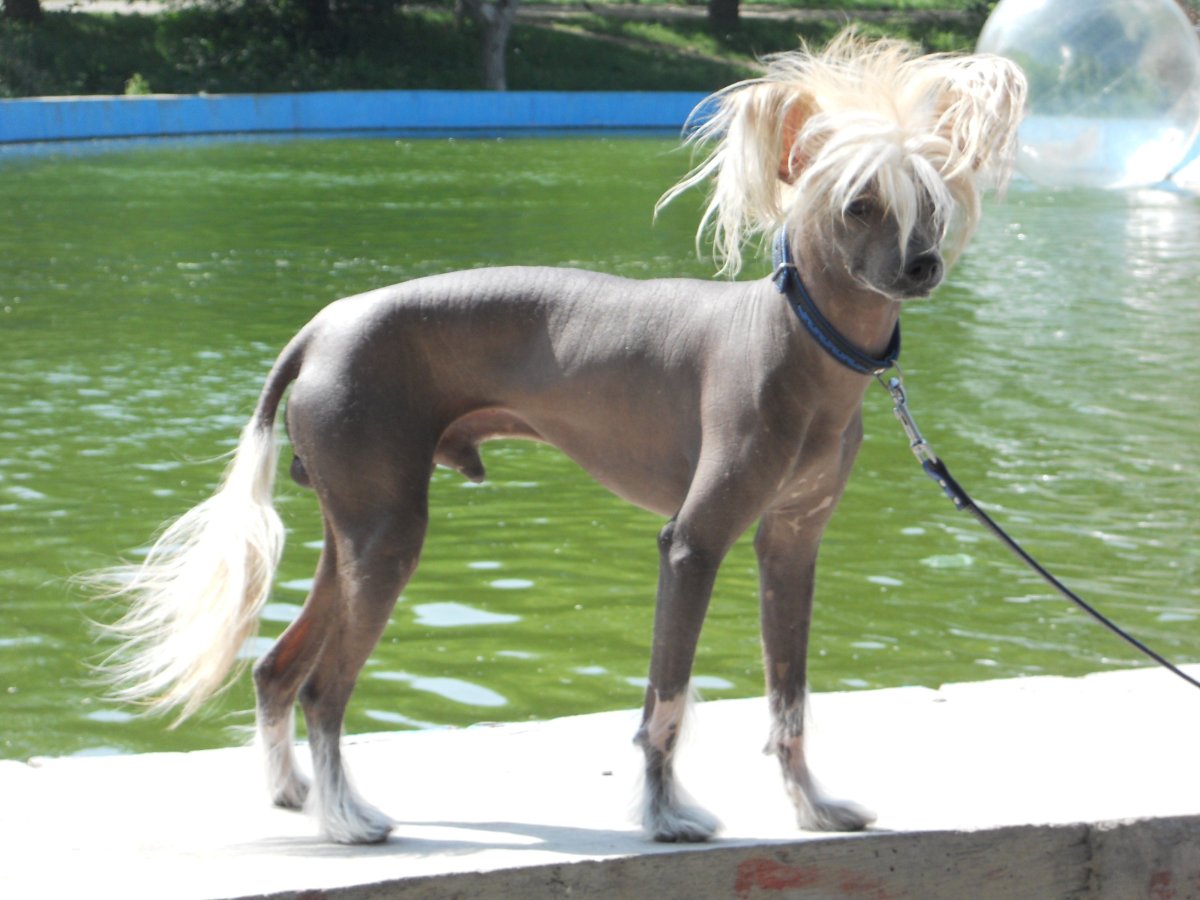 Хохлатая борзая