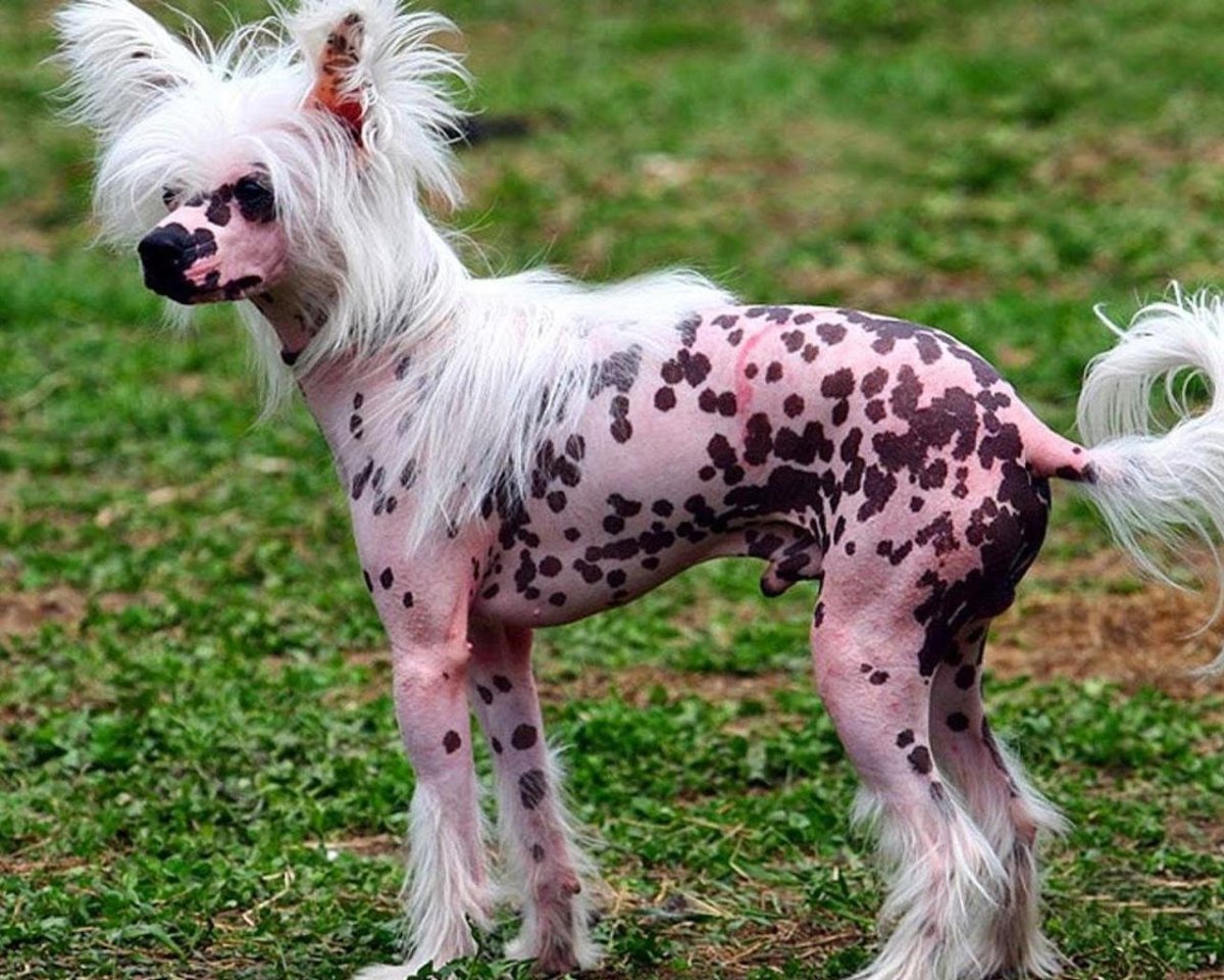 Китайская хохлатая