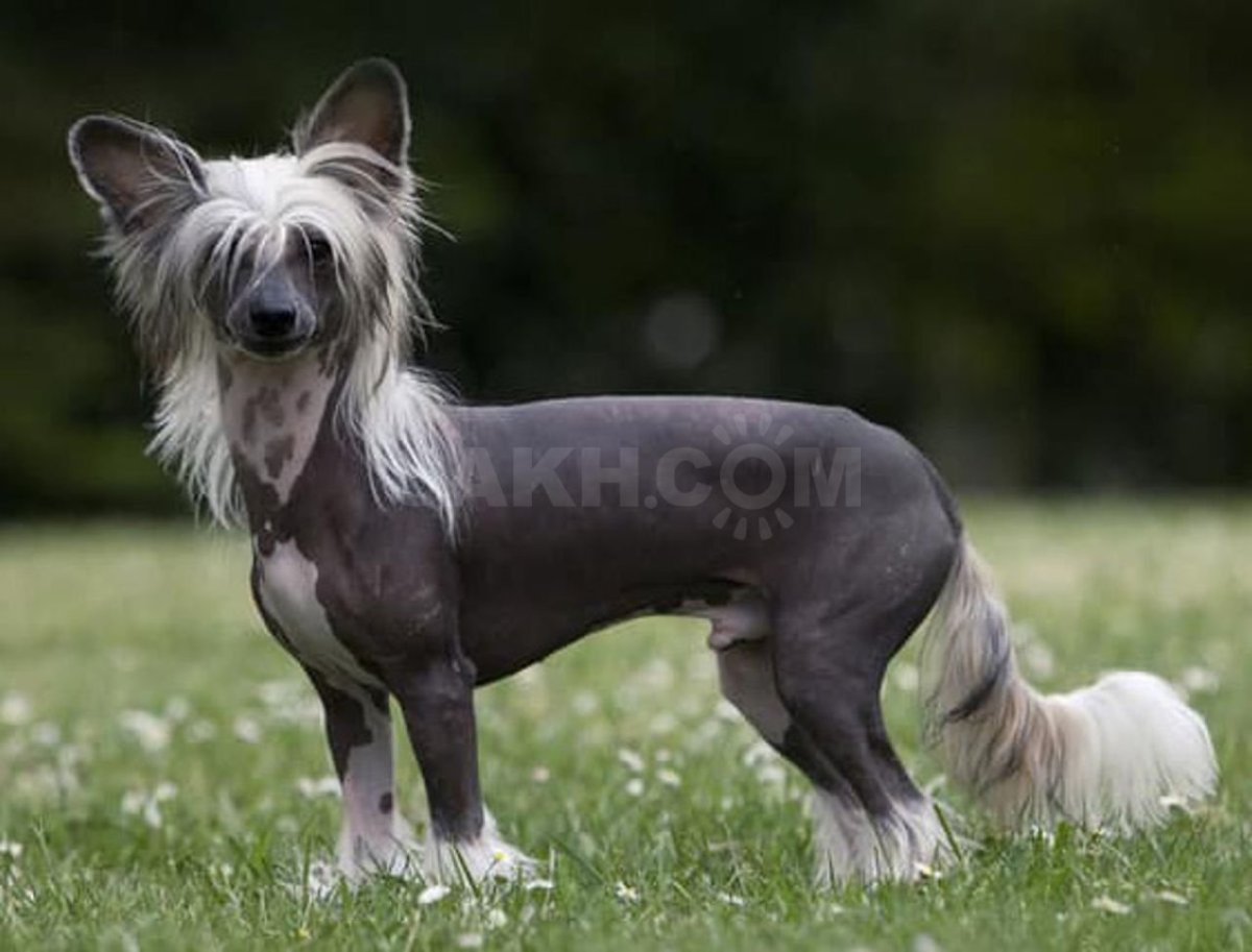 Порода китайская хохлатая