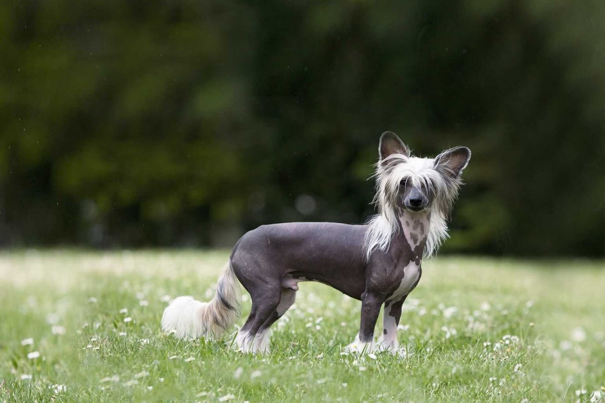 Китайская хохлатая