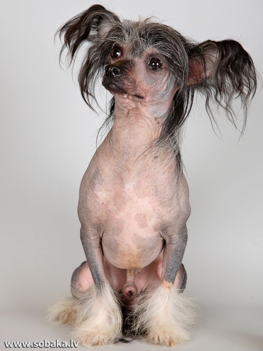 Порода собак китайская хохлатая лысая