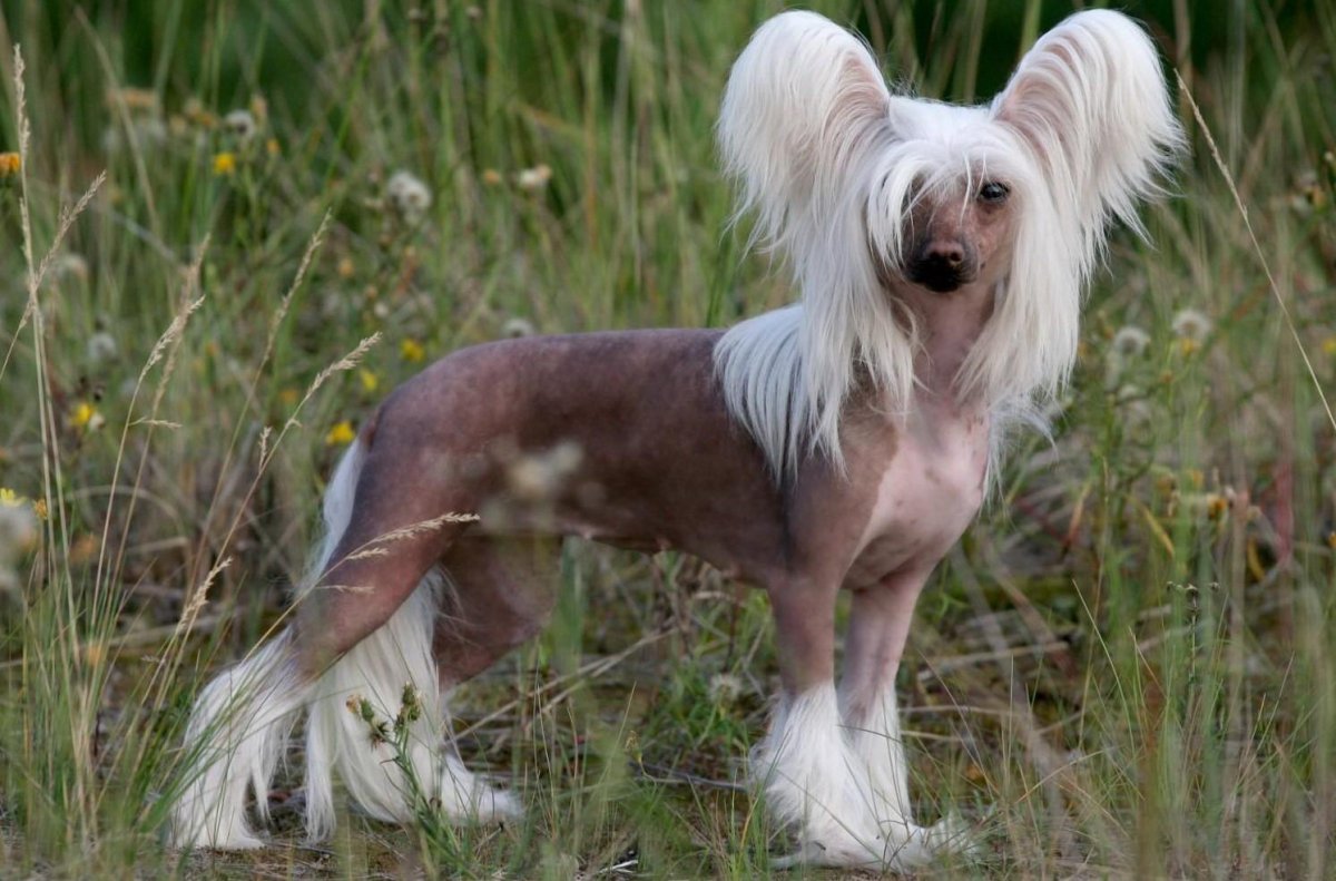 Китайская хохлатая собачка