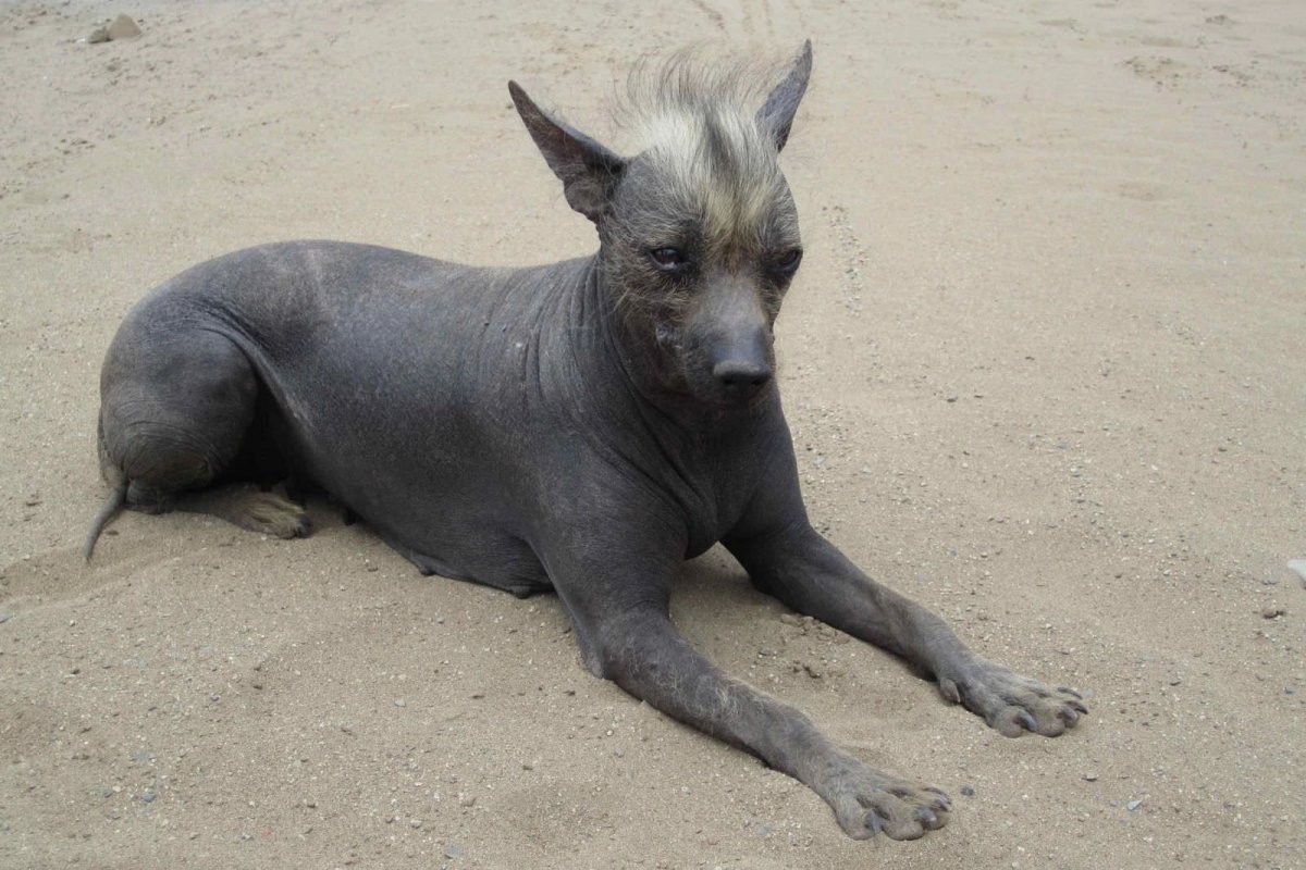 Ксолоитцкуинтли порода