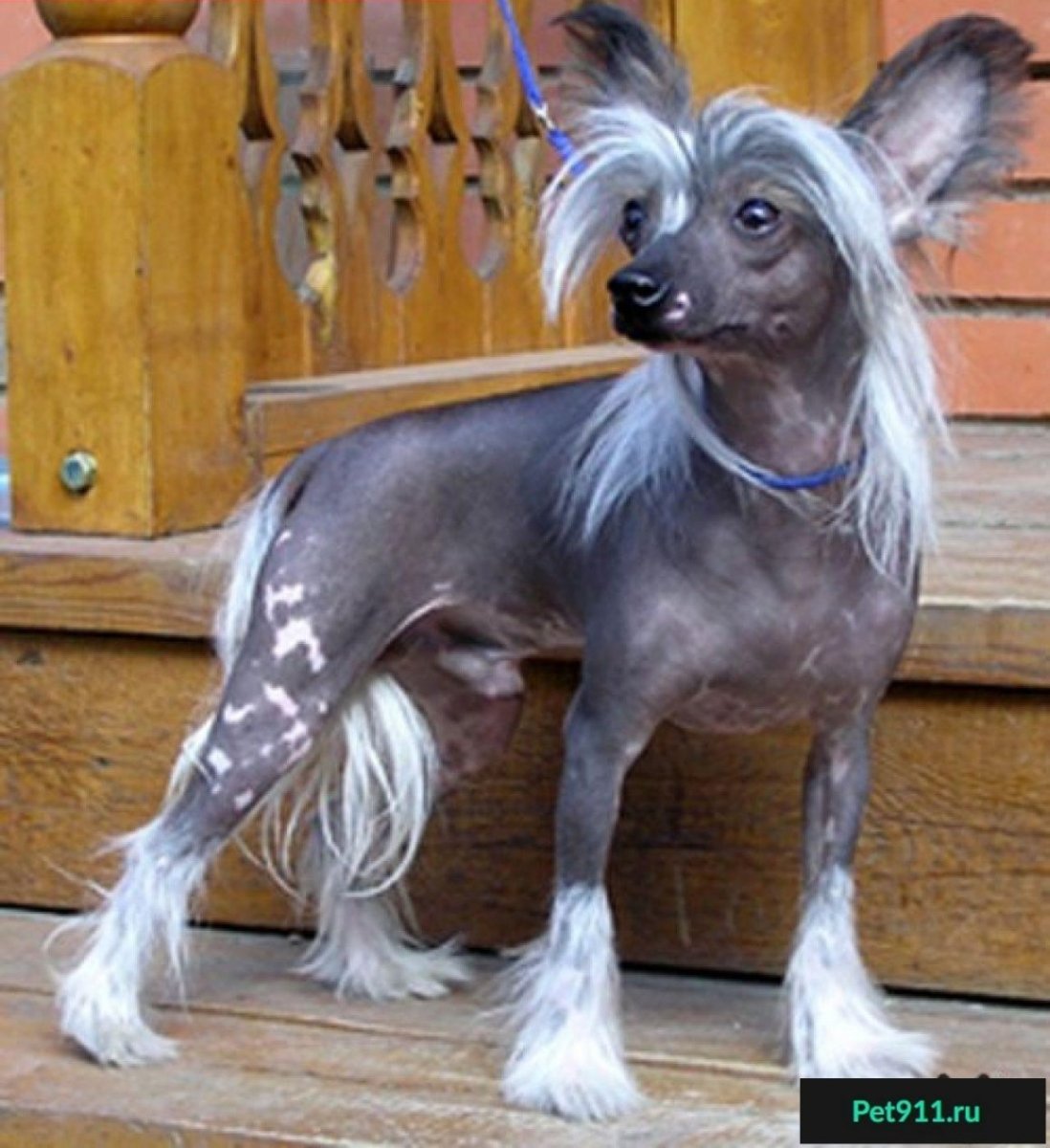 Китайская хохлатая порода хохлатая порода