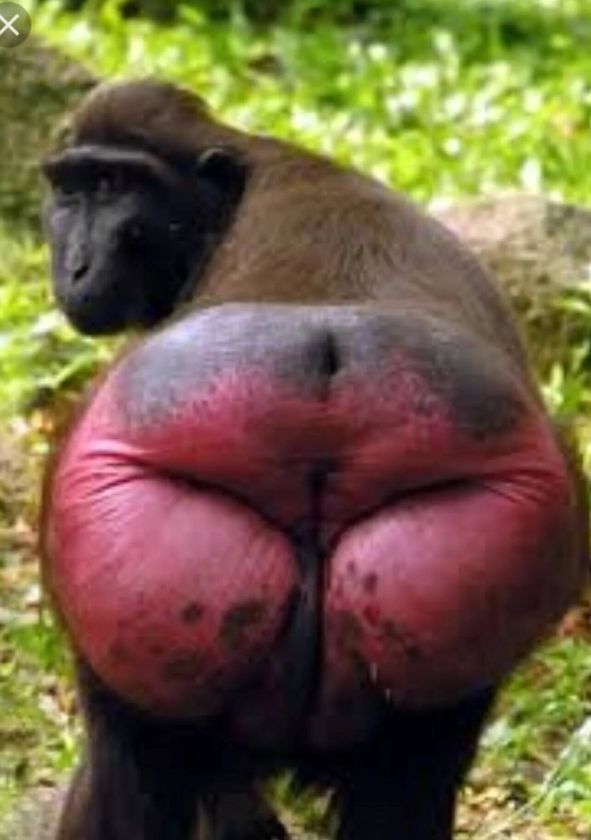 Обезьяна с большой красной попой