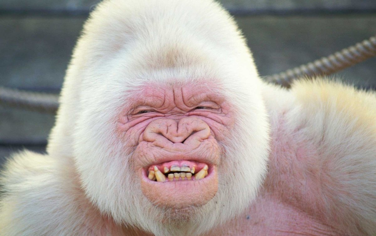 Снежок (горилла)