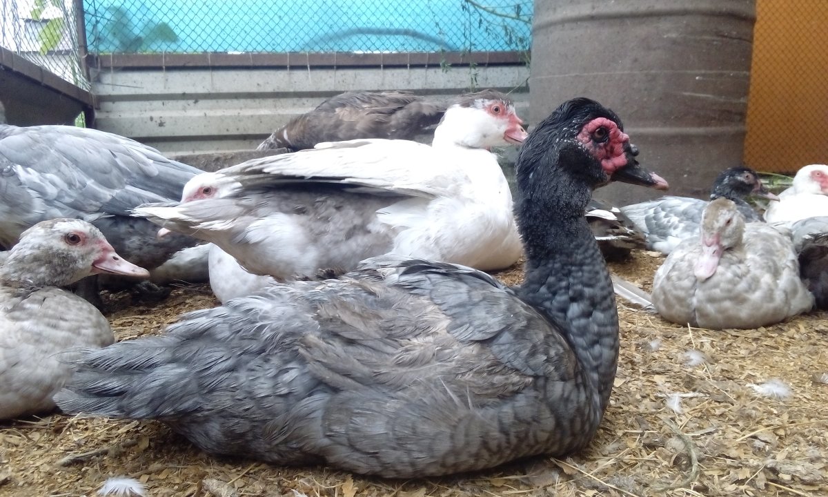 Голубая мускусная индоутка