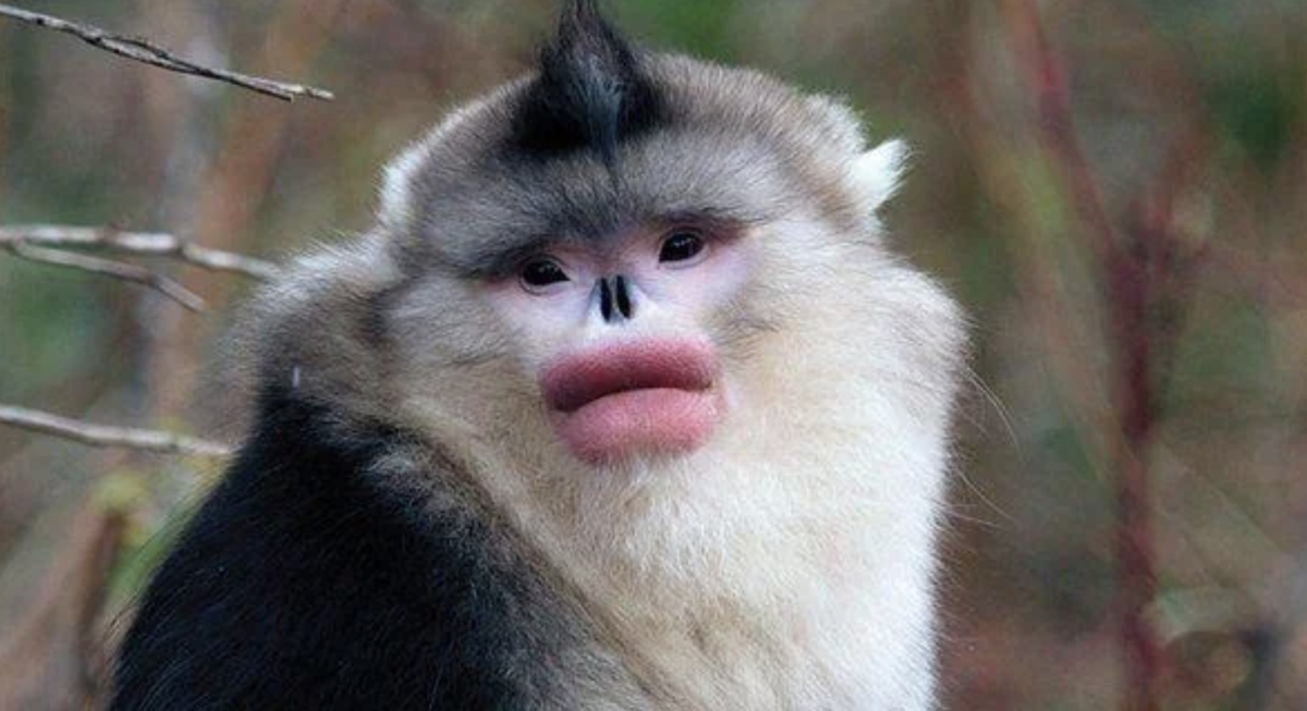 Обезьяна Рокселланов ринопитек